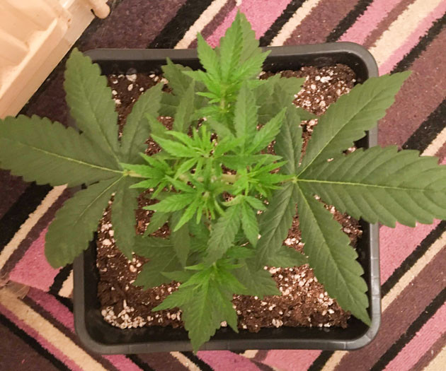 Условия выращивания на 5 неделе Пятая неделя выращивания