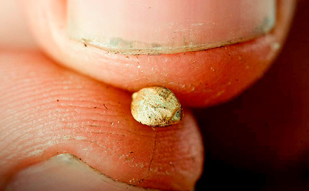 Здоровые семена – залог успеха