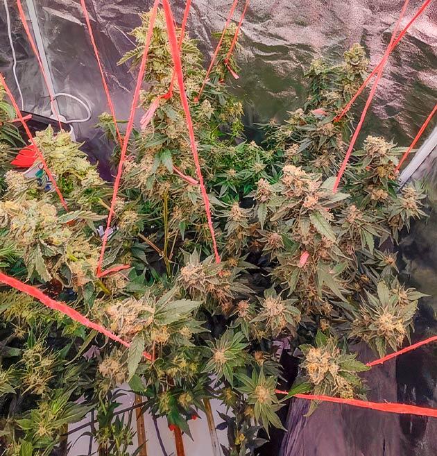 Куст Dozy Doz на 20 неделе развития