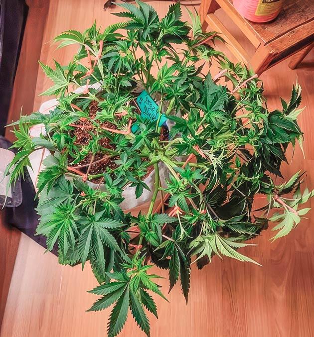 Куст Dozy Doz от AlphaFem Seeds на 7-8 неделе