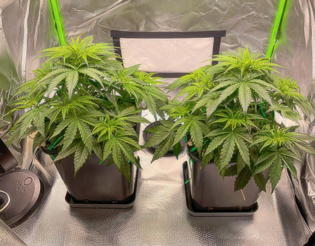 Проведение дефолиации и изменения в удобрениях Кусты Apollo F1 Auto от RQS на стадии вегетации