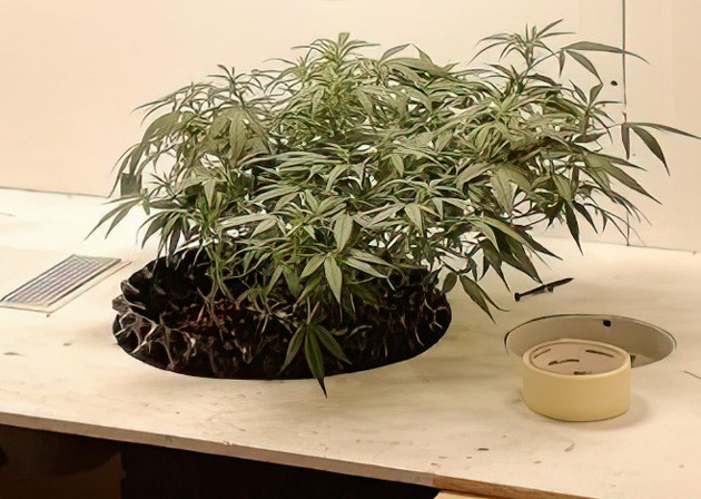 Усовершенствование гроурума Куст Alpha 21 от AlphaFem Seeds на 5 неделе