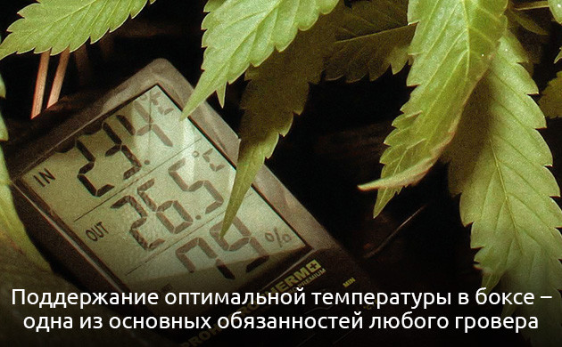 Температура при выращивании конопли