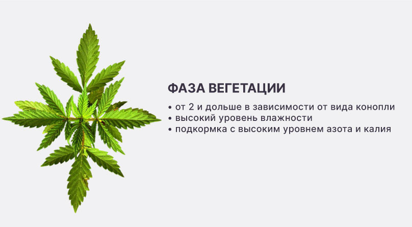 Вегетация конопли Фаза вегетации