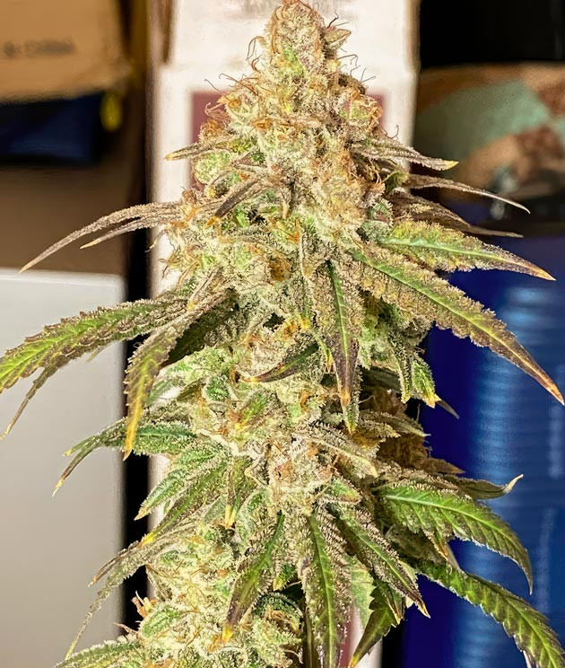 Соцветия густо покрытые трихомами Куст Blueberry Muffin на финальной неделе выращивания