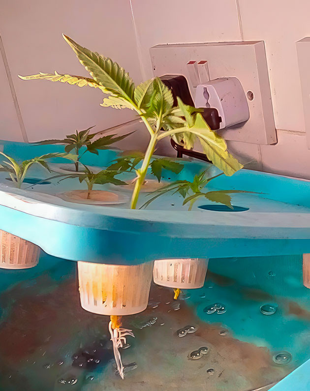 Растишка Eleven Roses от Delicious Seeds на 1 неделе