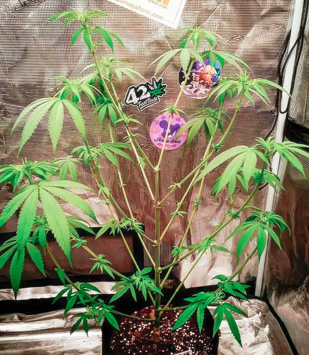 Дополнительный компонент в питании и проведение лолипоппинга Куст Banana Punch от Barney's Farm ростом 70 см