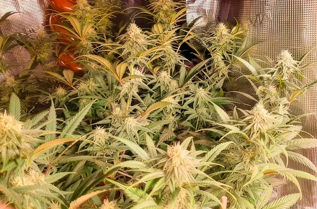 Куст Fullgas на 10-11 неделе выращивания