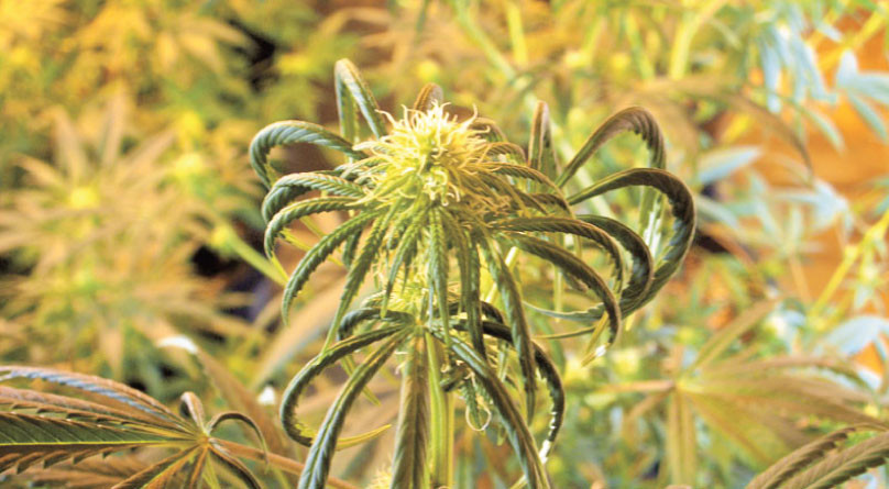 Признаки химического ожога Куст после химического ожога