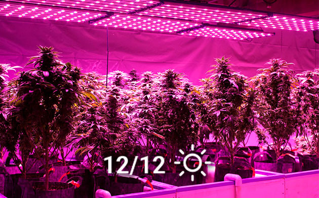 Установка режима освещения 12/12 Световой режим 12/12