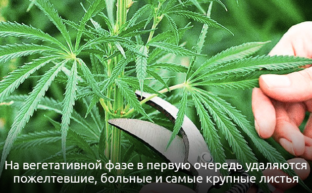 Дефолиация во время вегетативной фазы