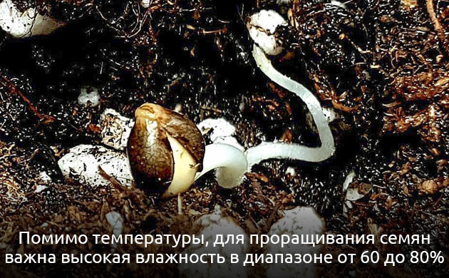 Высокая влажность важна для проращивания семян Температура на стадии проращивания семян марихуаны
