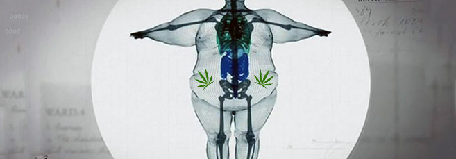 Микро и макроэлементы, необходимые для конопли