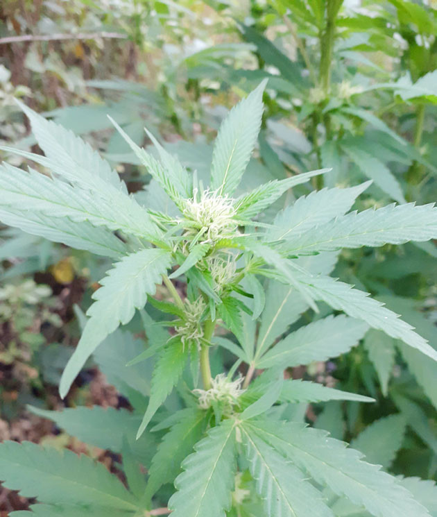 Цветение конопли Начало цветения на 17 неделе