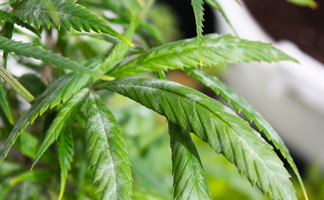 Мучнистая роса Небольшой налет на листьях конопли