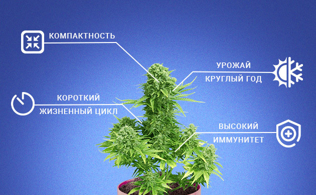 Преимущества автоцветущих сортов Достоинства автоцветов