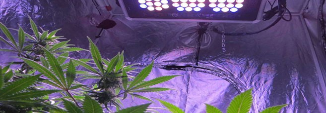 Расстояние от верхушки конопли до лампы