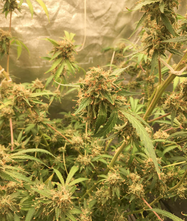 Доза удобрений и стимуляторов Куст DDoS #33 от Herbies Seeds на 14 неделе