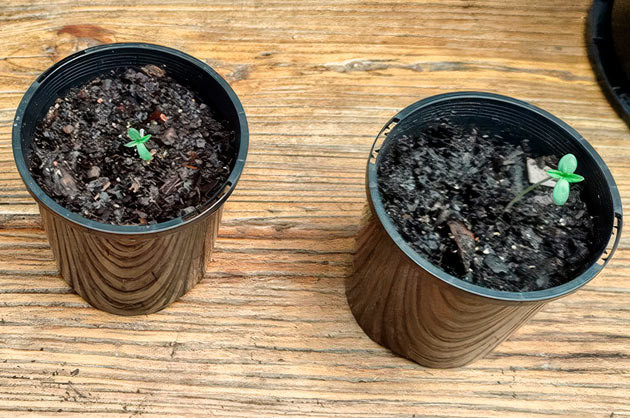 Проращивание семени Проращивание сорта Lemon Tree