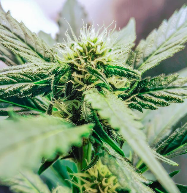 Куст Zkittlez Auto на 6 неделе выращивания