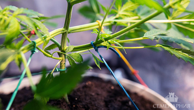 LST тренировка конопли