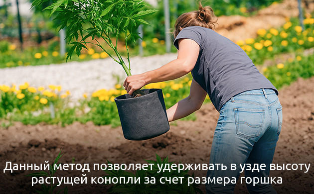 Преимущества обоих методов выращивания конопли в ауте Комбинированный метод выращивания конопли