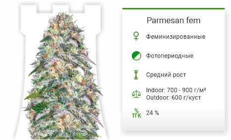 Сорт марихуаны Parmesan Parmesan от Victory seeds