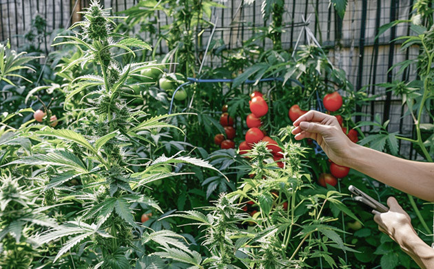 Выращивание конопли вместе с помидором Конопля с помидором