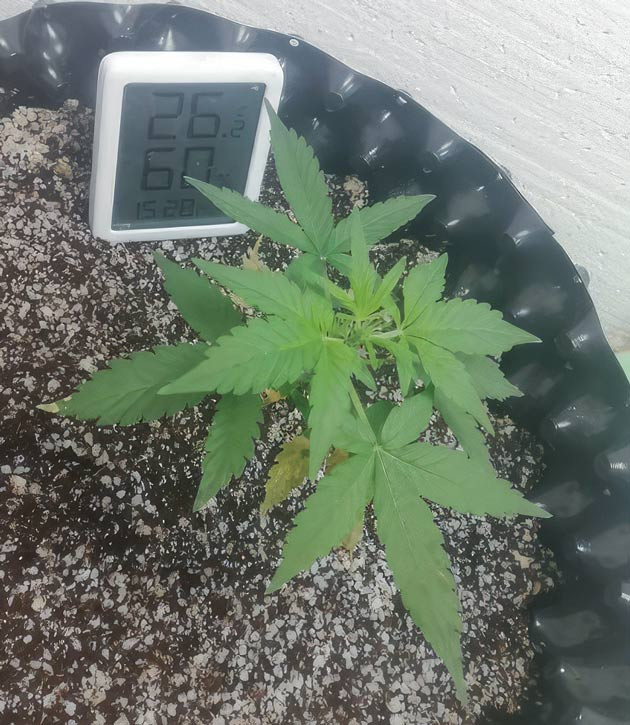 Признаки дефицита магния Растишка Alpha 21 от AlphaFem Seeds на 2 неделе