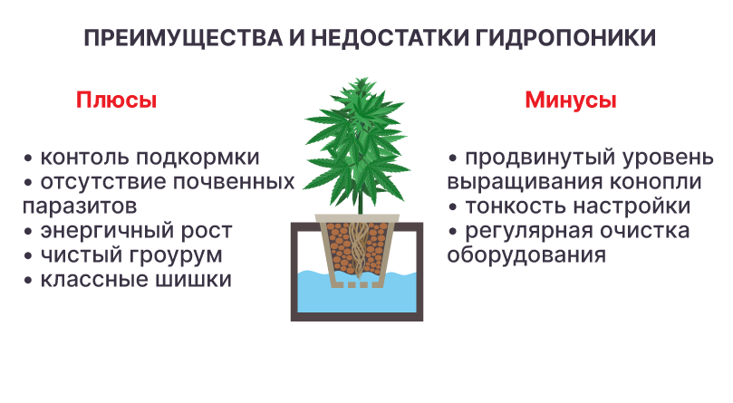 Плюсы и минусы гидропоники