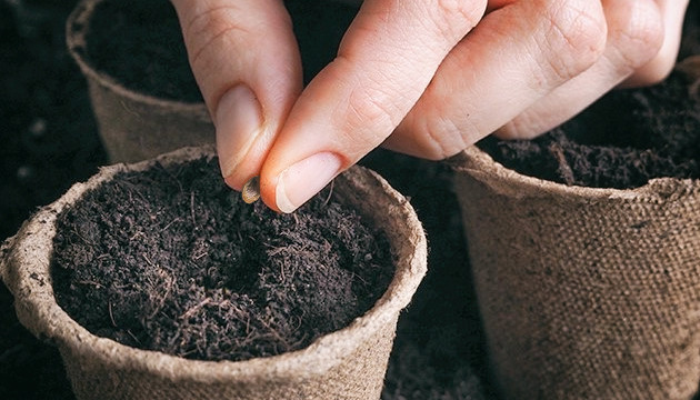 Высадка семян в грунт Нельзя высаживать семена в грунт