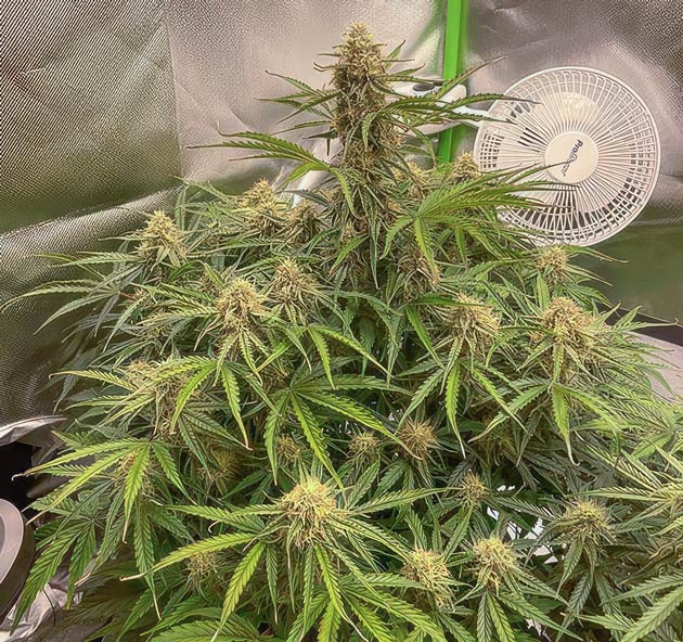 Небольшая дефолиация и корректировка состава подкормки Кусты Apollo F1 Auto на 8 неделе выращивания