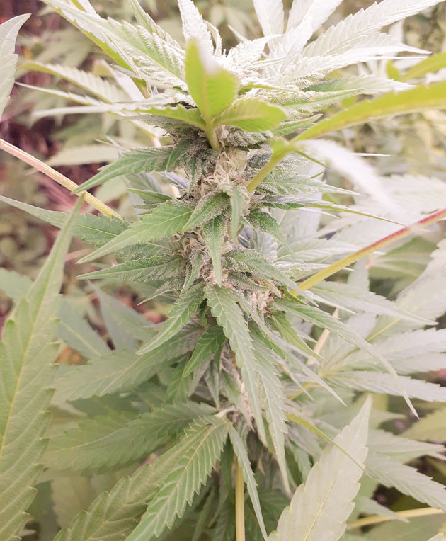 4 неделя цветения конопли Выращивание в открытом грунте