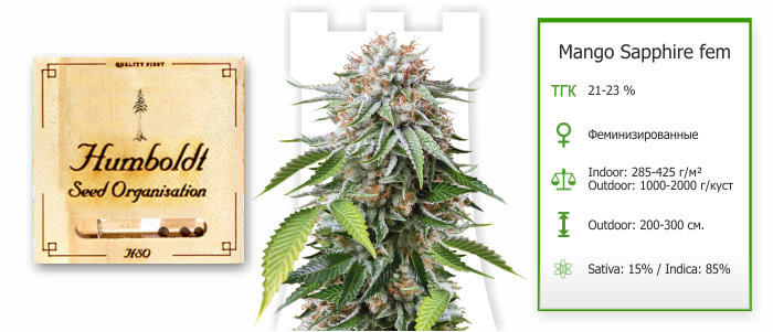 Mango Sapphire Mango Sapphire