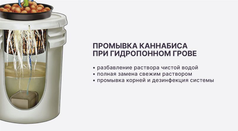 Ожоги на конопле при гидропонном выращивании Промывка при гидропонном выращивании