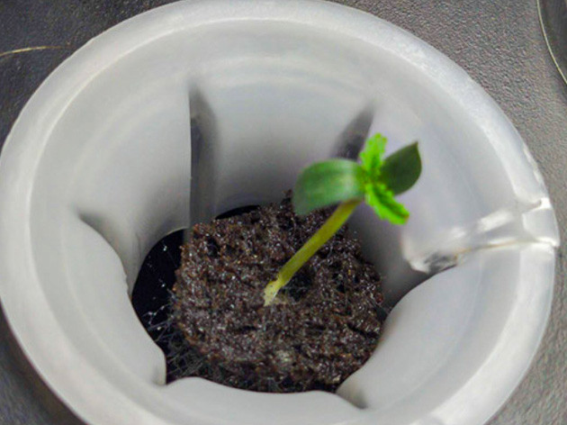 Проращивание 2 семян конопли Проращивание семян конопли