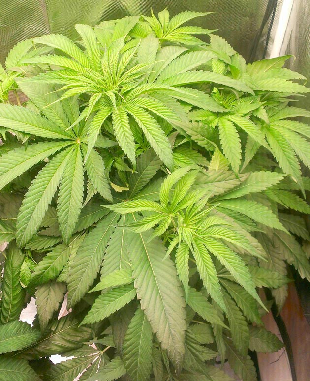 Куст Green Gelato на 7 неделе