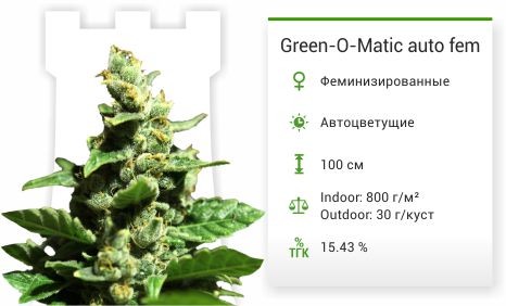 Сорт марихуаны Green-O-Matic auto Green-O-Matic auto fem