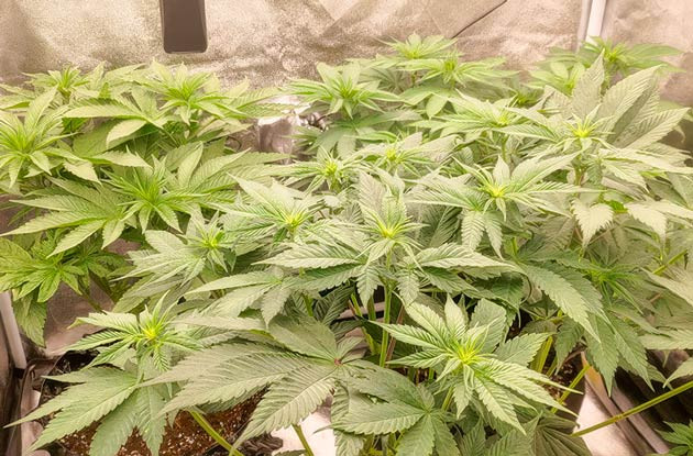 Начало цветения и проведение дефолиации Кусты Lemon Tree на 8 неделе выращивания