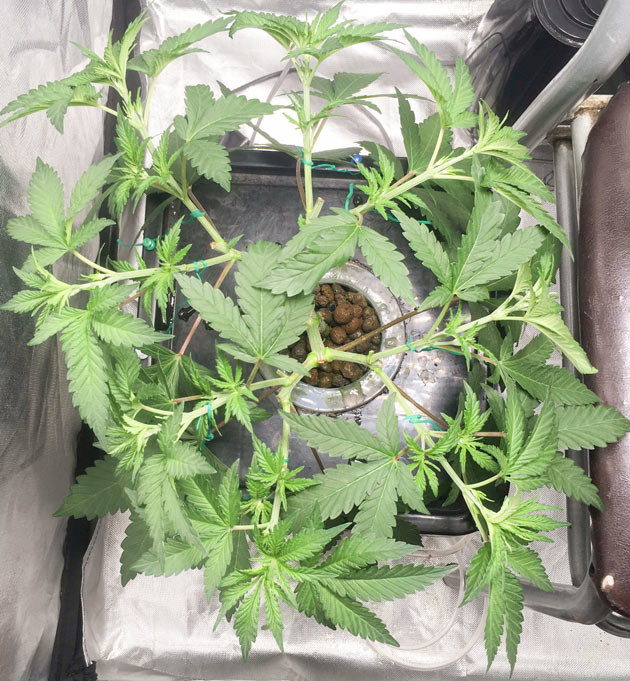 Изменение состава питательного раствора Куст DDoS #33 от Herbies Seeds на 5 неделе