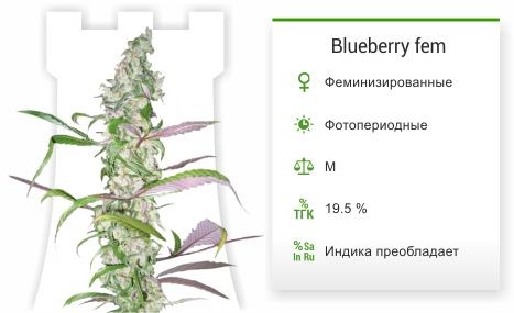 Сорт каннабиса Blueberry Blueberry fem от Dutch Passion