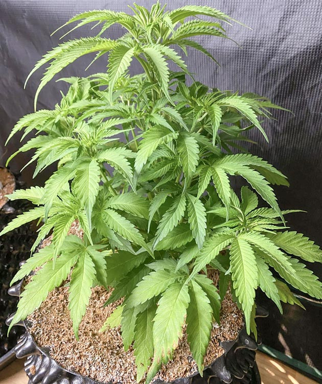 Рост конопли Куст Gorilla Glue #4 на 5 неделе выращивания