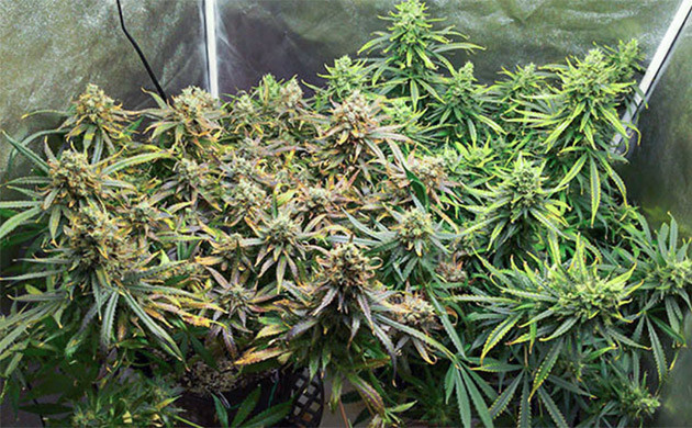 Подготовка конопли к харвесту Кусты перед харвестом