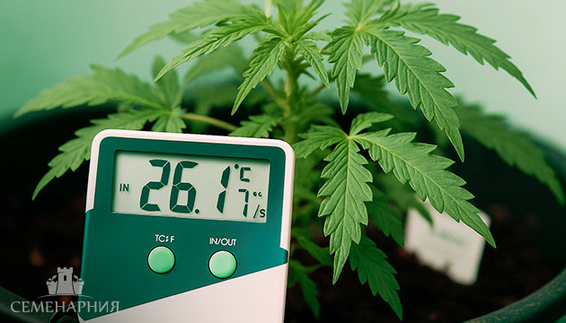 Оптимальная температура для выращивания конопли Температура для каннабиса
