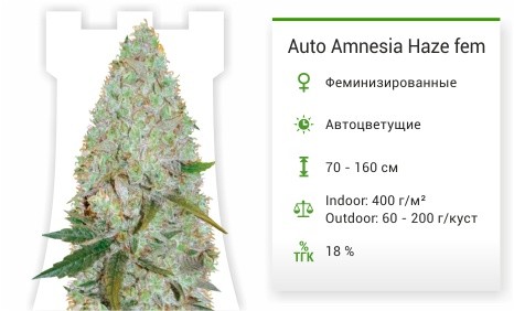 Сорт марихуаны Auto Amnesia Haze Auto Amnesia Haze fem