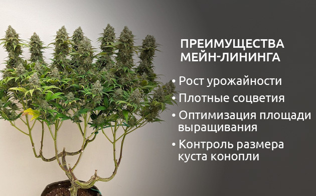 Плюсы мейн-лининга