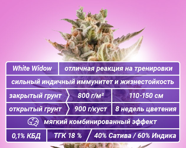 Описание «Белой вдовы» Основные характеристики генетики White Widow