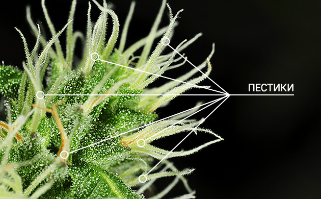 Стигмы конопли Пестики марихуаны