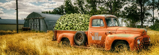 Самая урожайная марихуана Топ самых урожайных сортов конопли