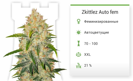 Zkittlez Auto fem (FastBuds)